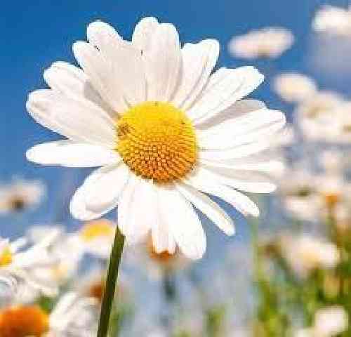 علی غلامی بیا عشقم